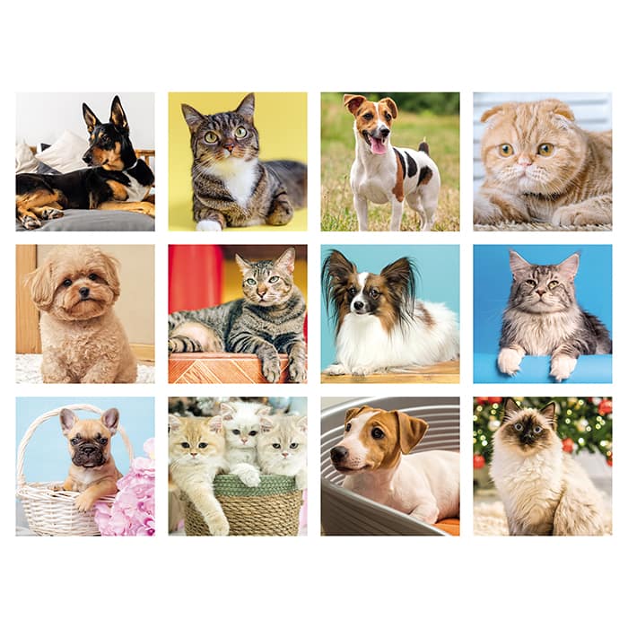 CANI E GATTI - immagine 3